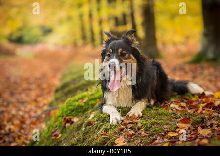 Eine dreifarbige Border Collie liegen auf einem Bemoosten Bank durch die Blätter im Herbst und Farbe umgeben. Stockfoto