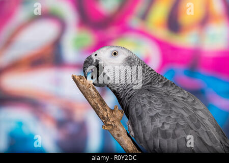 Bunte Wand im grafitti mit Haustier Vogel Graupapagei vor gemalt. Beliebte Haustiere und für ihre Fähigkeit, menschliche Sprache zu imitieren bekannte Stockfoto
