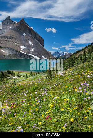 Wildblumen blühen durch den Ptarmigan See im Sommer (Banff Rocky Mountain) Stockfoto