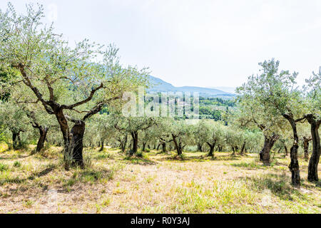 Olivenbäume im Obstgarten, Garten auf Hügel, Berge in der Stadt von Assisi, Umbrien, Italien in San Damiano Kloster mit Querformat auf Feldern Stockfoto