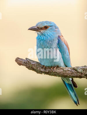 Europäische Rolle (Coracias garrulus) hocken auf einem Zweig, Hortobagy National Park, Ungarn Stockfoto