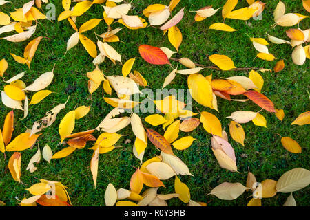Herbst Farben Nahaufnahme der gefallenen Kirschbaum verlässt North Yorkshire UK Stockfoto