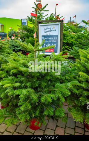 Topfpflanzen Nordman oder Kaukasischen tanne Abies Nordmannia in einem Gartencenter zum Verkauf an Weihnachten Stockfoto