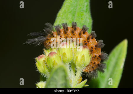 Unerwartete Zyknien, Cycnia collaris, Larven auf orangenem Milchkraut, Asclepias tuberosa Stockfoto