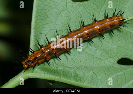 Golffritillar, Dione incarnata, Raupe auf Passionsweinchen, Passiflora sp. Stockfoto