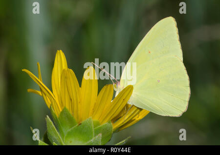 Wolkenlosen Schwefel, Phoebis sennae, männlichen auf Maximilian Sonnenblume, Helianthus maximiliani Stockfoto