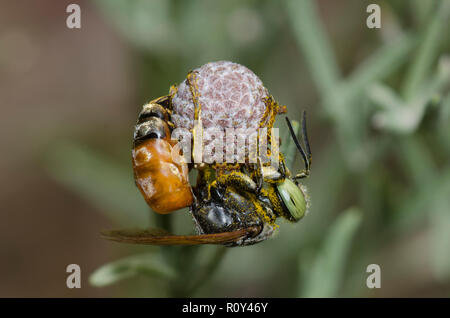 Platz - vorangegangen Wasp, Tachytes sp., Weiblich Stockfoto