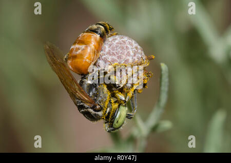 Platz - vorangegangen Wasp, Tachytes sp., Weiblich Stockfoto