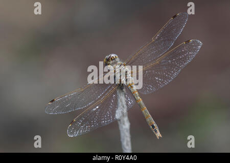 Bunte Meadowhawk, Aeshna corruptum, Weiblich Stockfoto