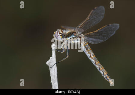 Bunte Meadowhawk, Aeshna corruptum, Weiblich Stockfoto