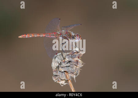 Bunte Meadowhawk, Aeshna corruptum, männlich Stockfoto