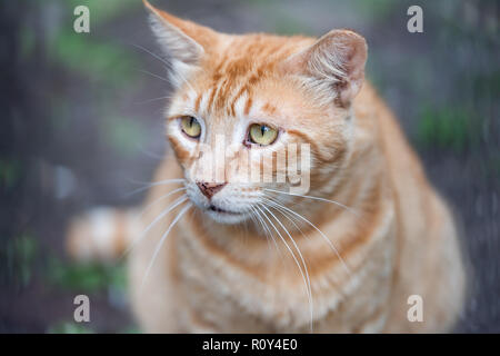 Streunende Katze orange Ginger cat Mit traurigen gelb grün Augen closeup auf bürgersteig Straßen in New Orleans, Louisiana hungrig Stockfoto