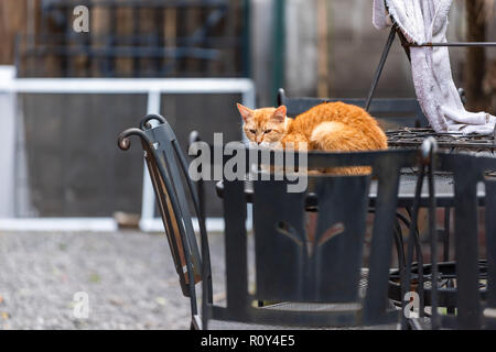 Streunende Katze orange Ingwer Katze mit traurigen Augen kalt gepresst auf Metall Tisch auf der Straße am Haus Terrasse in New Orleans, Louisiana außerhalb hungrig Stockfoto