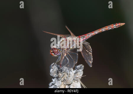 Bunte Meadowhawk, Aeshna corruptum, männlich Stockfoto