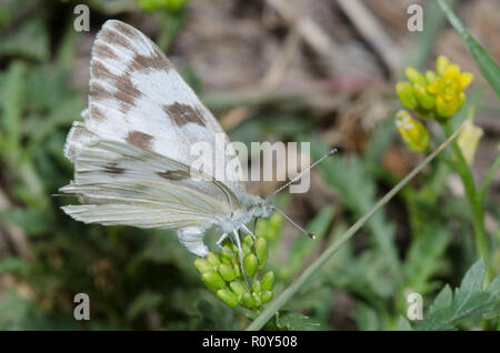 Kariert Weiß, Pontia protodice, weiblichen ovipositing yellowcress zu verbreiten, Rorippa sinuata Stockfoto