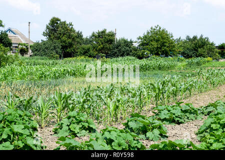 Gemüsegarten mit Zucchini und Mais. Beete im Garten. Unkraut Betten Stockfoto