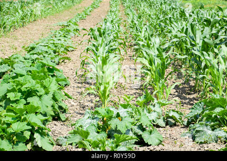 Gemüsegarten mit Zucchini und Mais. Beete im Garten. Unkraut Betten Stockfoto