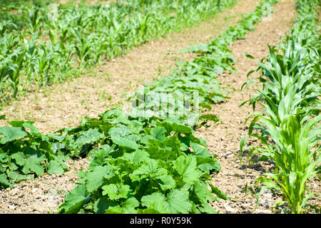 Gemüsegarten mit Zucchini und Mais. Beete im Garten. Unkraut Betten Stockfoto