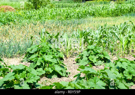 Gemüsegarten mit Zucchini und Mais. Beete im Garten. Unkraut Betten Stockfoto