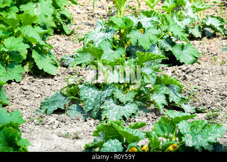 Gemüsegarten mit Zucchini und Mais. Beete im Garten. Unkraut Betten Stockfoto