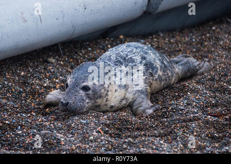 Aberystwyth Wales UK, 7. November 2018 Eine junge Atlantic seal Pup wurde von der Stürme auf den Strand von Aberystwyth auf der Cardigan Bay Küste von West Wales gewaschen. Massen von betroffenen Zuschauer bald versammelt, Fotos zu machen und zu versuchen, es vom Kriechen über die Promenade und in den Pfaden der vorbeifahrenden Fahrzeuge zu verhindern. Als die Dunkelheit der Welpe, die ist anscheinend voll entwöhnt und in der Lage, sich selbst zu ernähren, war unten gebückt am Strand, als die Flut kam. Experten aus der britischen Tauchern Rescue (BDMLR) Team dann den Welpen gerettet. Foto: Keith Morris/Alamy leben Nachrichten Stockfoto