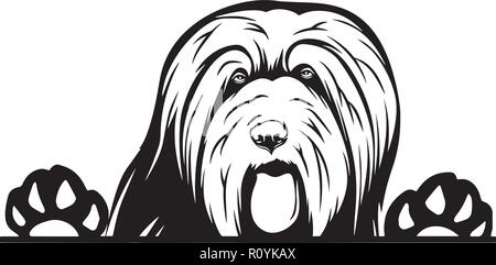 Bearded Collie Hund Rasse Kopf isoliert Pedigree Pet Portrait Lächeln glücklich Welpen Gesicht Animal Cartoon Illustration Portrait Kunst Kunstwerk niedliche Design Stock Vektor