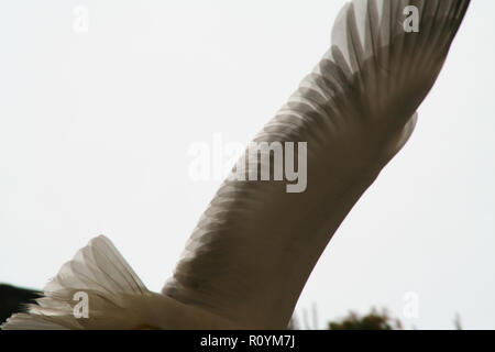 Möwe im Flug, Detail der Flügel Stockfoto