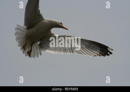 Möwe im Flug im Akt der Posing Stockfoto