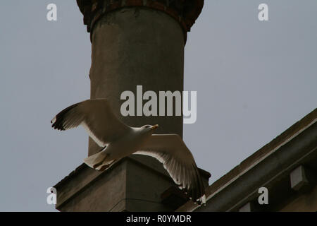 Venedig, Möwe vor einem Kamin fliegen Stockfoto