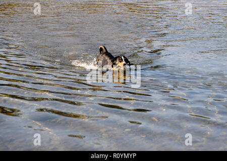 Appenzell Swiss Mountain Dog mit einem Stock in den Mund auf dem Fluss. Stockfoto