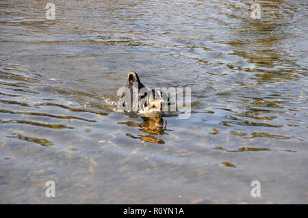 Appenzell Swiss Mountain Dog mit einem Stock in den Mund auf dem Fluss. Stockfoto