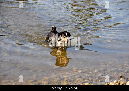 Appenzell Swiss Mountain Dog mit einem Stock in den Mund auf dem Fluss. Stockfoto