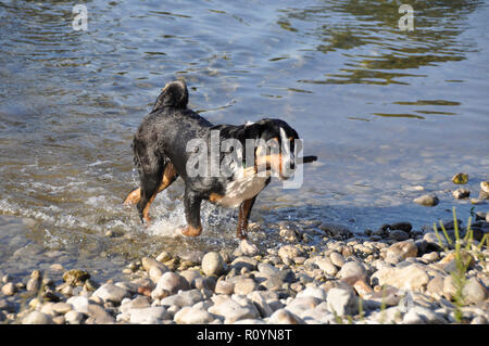 Appenzell Swiss Mountain Dog mit einem Stock in den Mund auf dem Fluss. Stockfoto