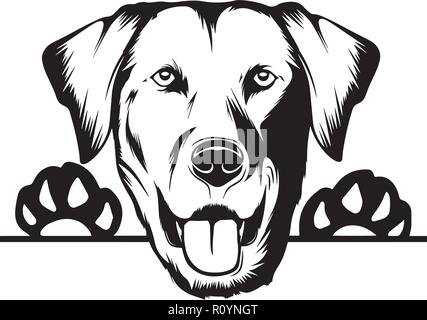 Labrador Retriever Hunderasse Kopf isoliert Pedigree Pet Portrait Lächeln glücklich Welpen Gesicht Animal Cartoon Illustration Portrait Kunst Kunstwerk niedliche Design Stock Vektor