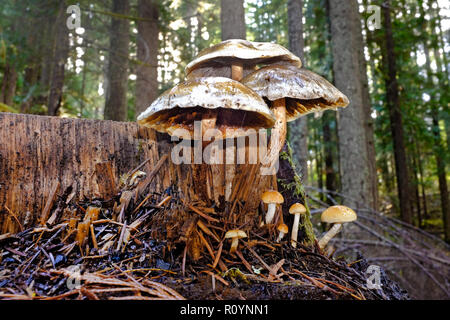 Eine Gruppe von Waldpilzen, der aus einem alten Douglas-fir Stumpf in einem gemäßigten Regenwald in die Cascade Mountains der zentralen Oregon. Stockfoto