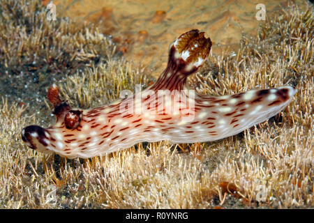 Nacktschnecken, Jorunna Rubescens. Tulamben, Bali, Indonesien. Bali Meer, Indischer Ozean Stockfoto