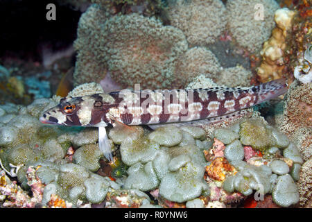 Aus vernetztem Sandperch, Parapercis tetracantha. Auch als schwarz gebänderte Seaperch bekannt. Tulamben, Bali, Indonesien. Bali Sea, Indischer Ozean Stockfoto