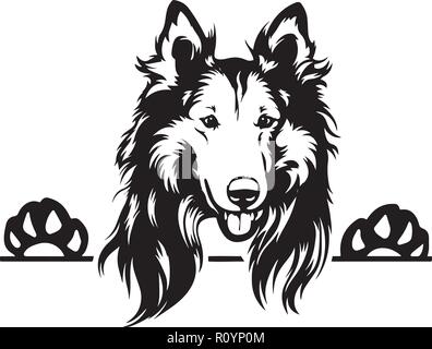 Rough Collie Stammbaum Rasse Kopf isoliert Pet Portrait Lächeln glücklich Welpen Gesicht Animal Cartoon Illustration Portrait Kunst Kunstwerk niedliche Design Stock Vektor