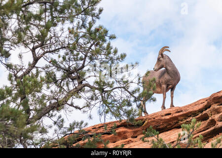 Weibliche Desert Bighorn Schafe (Ovis canadensis nelsoni) im Zion National Park. Utah. USA Stockfoto