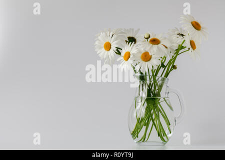 Gänseblümchen Sommer weiße Blume auf weißem Hintergrund Stockfoto