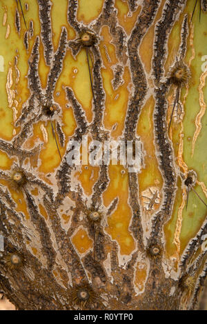 Muster auf Prickly Pear Cactus, Opuntia spp., Sonoran Wüste, Arizona Stockfoto
