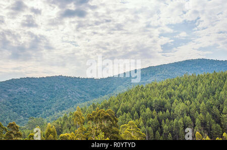 Panoramablick auf den Foret des Maures Stockfoto