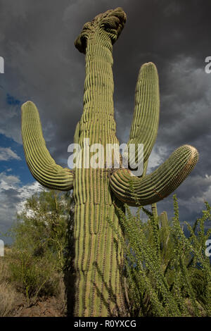 Crested Saguaro, (Carnegiea gigantea) und Gewitterwolken, Arizona Stockfoto