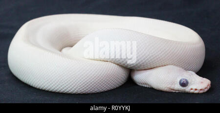 Blue Eyed Leucistic Ball Python Stockfoto