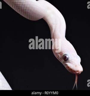 Blue Eyed Leucistic Ball Python Stockfoto