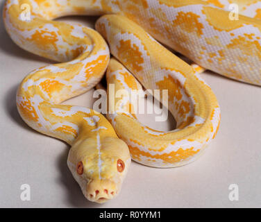 Amelanistic Netzpython Stockfoto