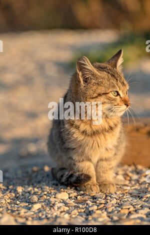 Cute streunende Kätzchen auf dem Boden sitzend. Unscharfer Hintergrund. Stockfoto