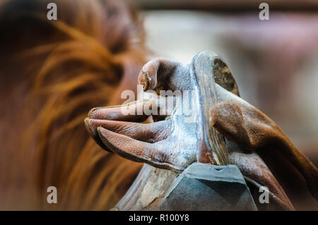 Reitkleidung aus der Bronchien, einschließlich Sattel und braunen Handschuhen bei einem australischen Rodeo auf dem Rücken eines Pferdes. Stockfoto