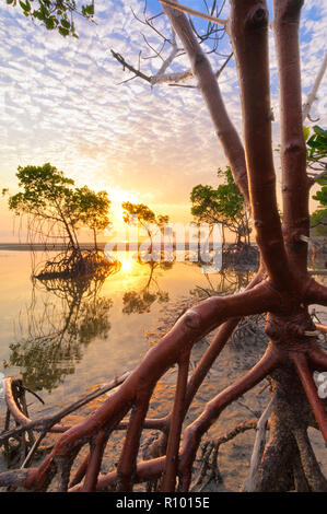Rote Mangroven an den goldenen Stunde Sonnenaufgang warten auf die kommende Flut im tropischen Norden von Queensland. Stockfoto