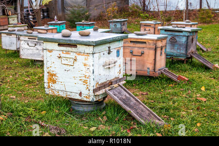 Bienenstöcke in der Imkerei. Abschluss der Sommersaison von Honig Sammlung und Herbst Vorbereitung für die Überwinterung von Insekten. Stockfoto